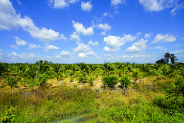 Field of tall grass surrounded by coconut trees with beautiful b