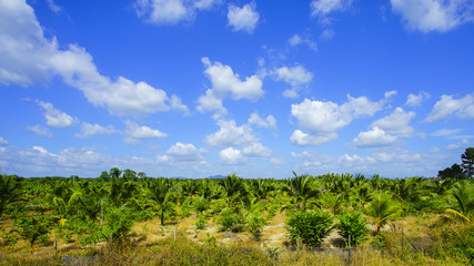 Field of tall grass surrounded by coconut trees with beautiful b