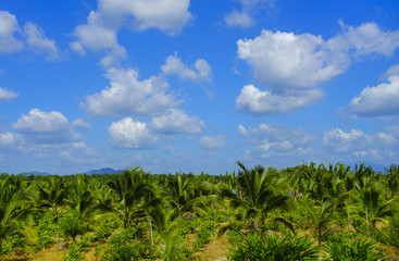 Fototapeta na wymiar Coconut farm with beautiful blue sky at background. Vibrant colo