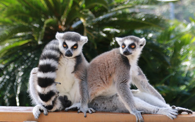 モンキー　サル