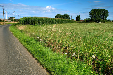 rue, pré et plantation de maïs en Flandres occidentales
