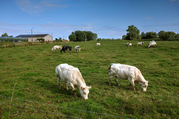 Fototapeta na wymiar vaches et veaux dans le pré en Flandres occidentales