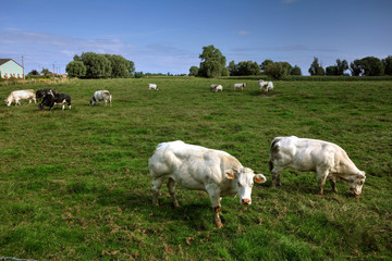 Fototapeta na wymiar vaches et veaux dans le pré en Flandres occidentales