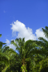 Beautiful formation of palm tree under deep blue sky. vibrant co