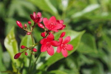 Little red flower closeup