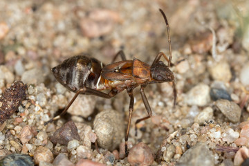 Plant bug, Alydus calcaratus nymph