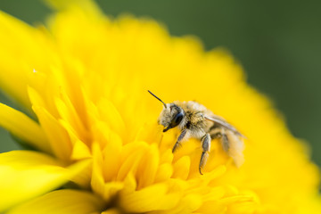 ヒメヒマワリの花にいるシロスジフデアシハナバチ