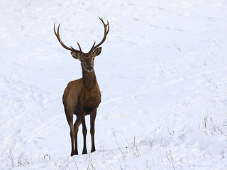 Naklejka na ściany i meble Young red deer in snow