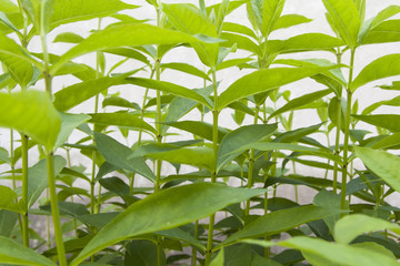 Obraz premium Green plants