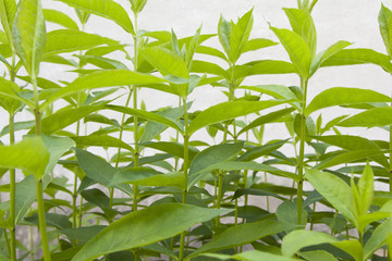 Green plants