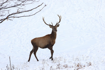 Naklejka na ściany i meble Portrait of young red deer in snow