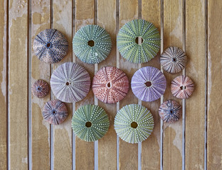 various colorful sea urchins on wooden background