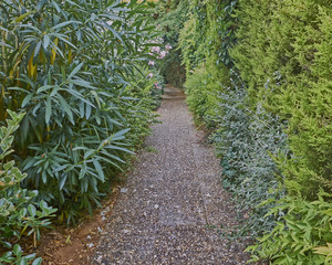 small pathway through green alley, strong bokeh