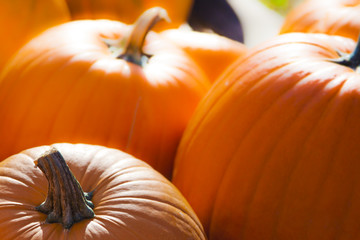 seasonal harvest of bright orange pumpkins