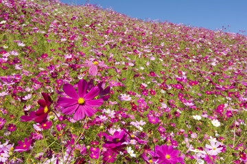 ピンクのコスモス畑と空