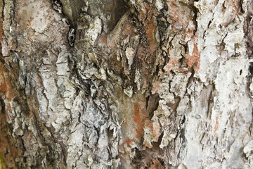 Tree bark