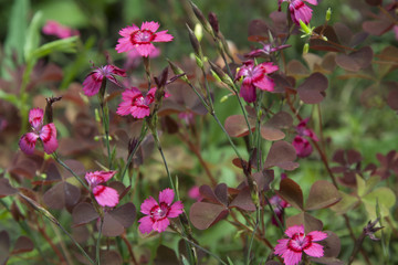 Obraz premium Pink flowers and grass