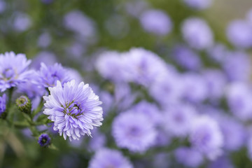 紫のクジャクソウの花のアップと花のボケ