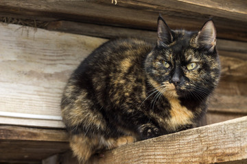 Domestic cat posing outdoors in spring