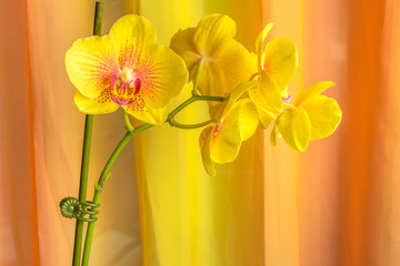 orchidée papillon, phalaenopsis