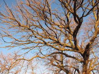 Tree branches without leaves against the blue sky in the sun