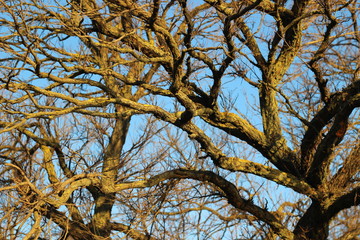 Tree branches without leaves against the blue sky in the sun