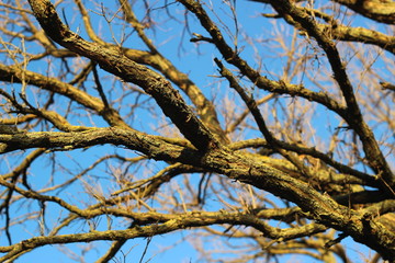 Tree branches without leaves against the blue sky in the sun