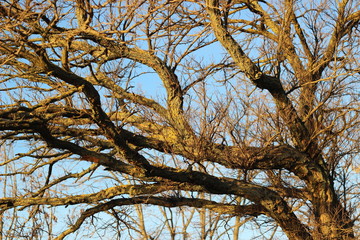 Tree branches without leaves against the blue sky in the sun