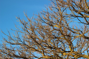 Tree branches without leaves against the blue sky in the sun
