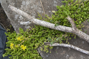 Fototapeta premium Submerged stump