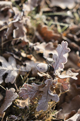 acorn and leaves on the ground with morning frost