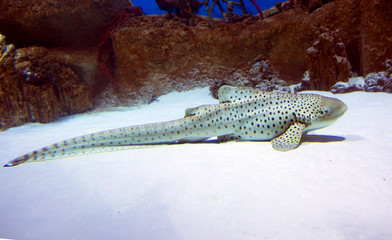 Леопардовая акула