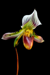 Lady's Slipper Orchid (Paphiopedilum Callosum)