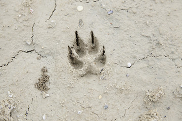 Dog footprints in the mud