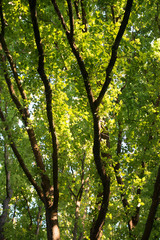 Obraz premium Background of sunlighted branches and leaves of a tree