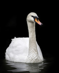 Portrait of a whooping swan, front view, isolated on black background. White swan with orange beak in twilight. Wild beauty of a excellent web foot bird.