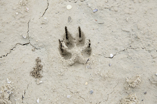 Dog footprints in the mud
