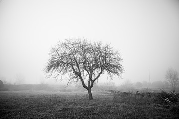 Dry tree in the mist
