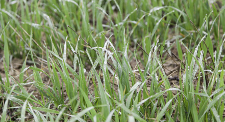 Wet grass