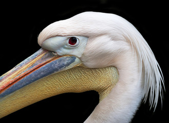  Side face portrait of European white pelican, Pelecanus onocrotalus, isolated on black background. Head of exotic bird with splendid plumage and huge beak with orange skin bag. Expressive water fowl.