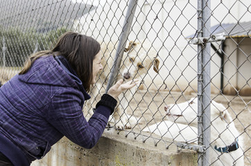 Woman petting stray dogs