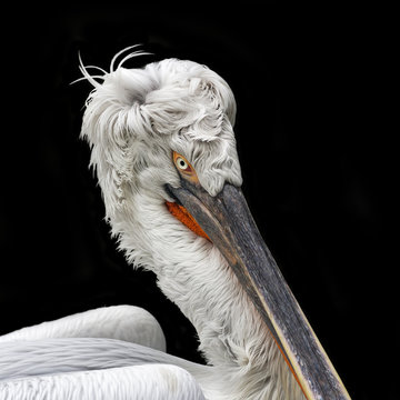 Face portrait of a Dalmatian pelican, Pelecanus crispus. The head and neck of the exotic bird with splendid plumage and huge beak with orange skin bag. Expressive water fowl.