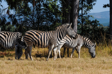 Zebras; common zebras; Equus quagga