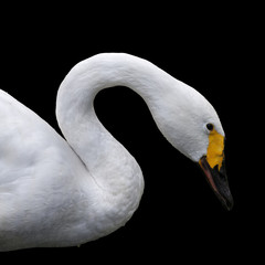 Side face portrait of a whooping swan, isolated on black background The head, neck and shoulder of a white swan with yellow beak. Wild beauty of a excellent web foot bird.