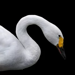 Papier Peint photo Lavable Cygne Side face portrait of a whooping swan, isolated on black background The head, neck and shoulder of a white swan with yellow beak. Wild beauty of a excellent web foot bird.