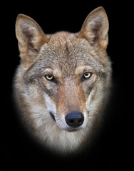 Head and neck of a young european wolf female, isolated on black background. Face portrait of a forest dangerous beast, Canis lupus lupus, on blur background. Beauty of the wildlife.