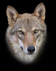 Foto op Plexiglas Wolf Head and neck of a young european wolf female, isolated on black background. Face portrait of a forest dangerous beast, Canis lupus lupus, on blur background. Beauty of the wildlife.