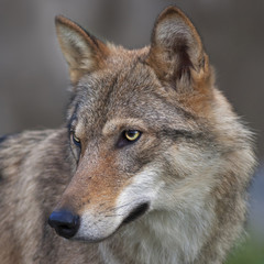 Naklejka premium Side look of a young, two year old, european wolf female. Side face portrait of a forest dangerous beast, Canis lupus lupus, on blur background. Beauty of the wildlife. Square image.