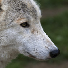 Fototapeta premium Side face macro portrait of a polar wolf male. Eye to eye with the very dangerous beast of the cold North. Severe beauty of the wildlife. Clever look of the wild dog. Square image.