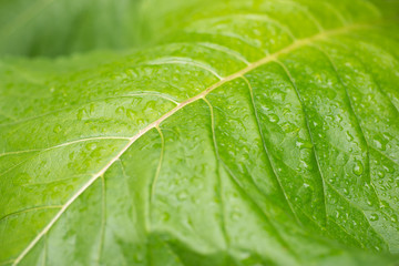 Green leaf with water drops from rain